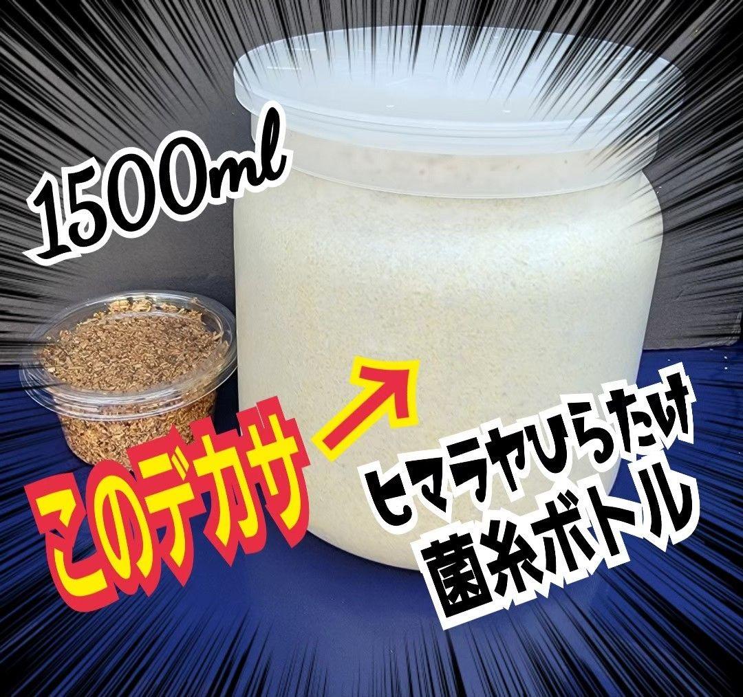 極上！ヒマラヤひらたけ菌糸瓶　特大1500ml【6本】国産オオクワ85ミリ実績！