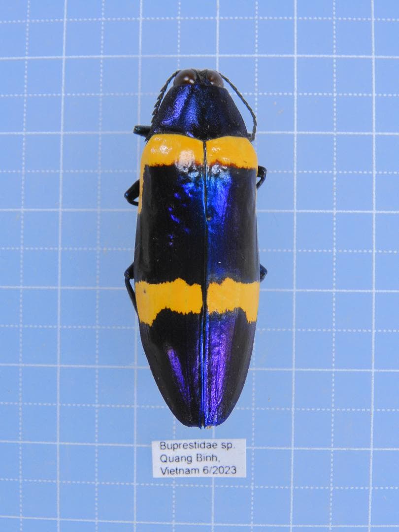 ベトナム産　美麗タマムシ　43mm