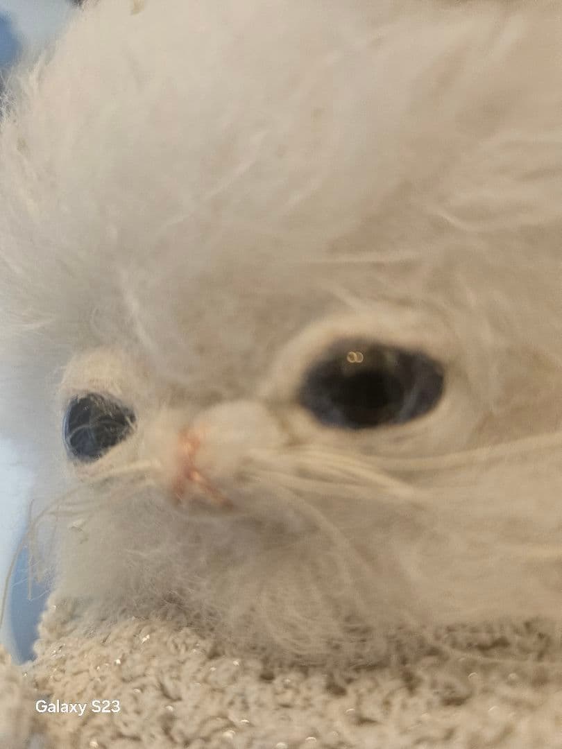 Kamo モヘア おねむな猫 ホワイト