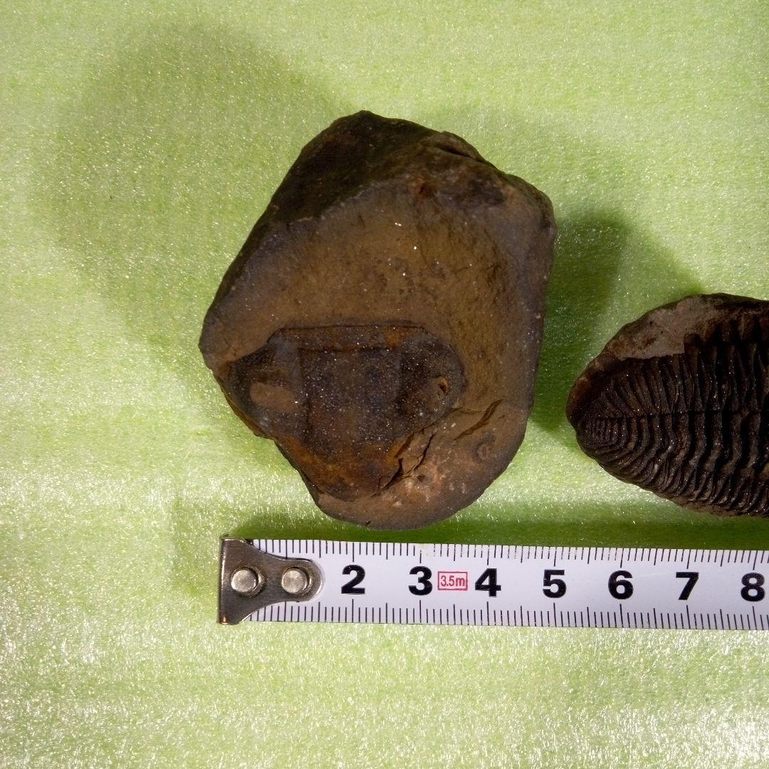 三葉虫　化石　fossil　ボリビア産　レア　Fossil判別⑦