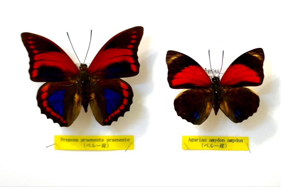 蝶標本 プレポナ アグリアス/アカルリオビタテハ/アミドンミイロタテハ ドイツ箱