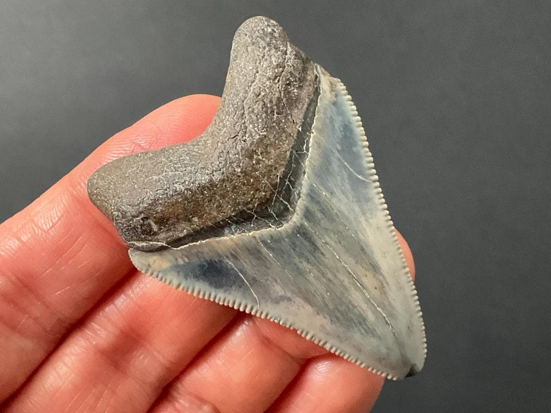 メガロドンの歯 [MG219] 化石 サメ