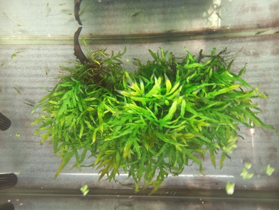 KEISUKEさま専用　サラワクカピット　ナナミニ　２点セット