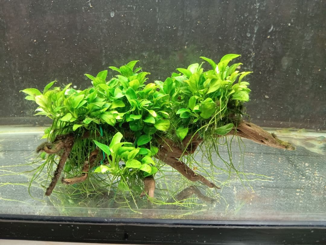 KEISUKEさま専用　サラワクカピット　ナナミニ　２点セット