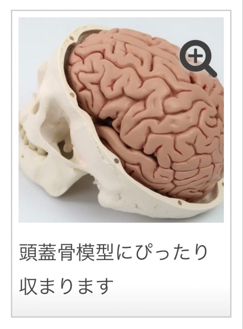 脳模型 5分解モデル 3B Smart Anatomy 実物大　新品未使用
