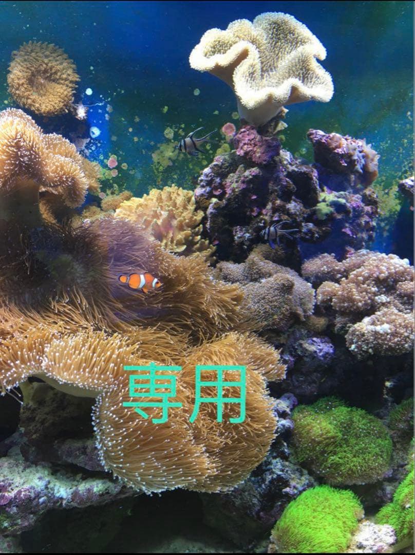 LED 3Wライト　2白1青30個 観賞魚、植物、水槽など多用