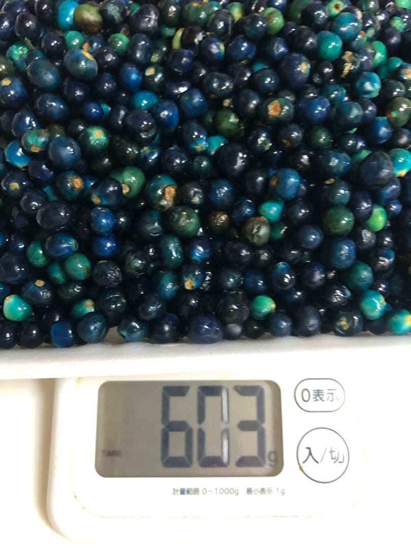 クサギの実　草木染め　1205g