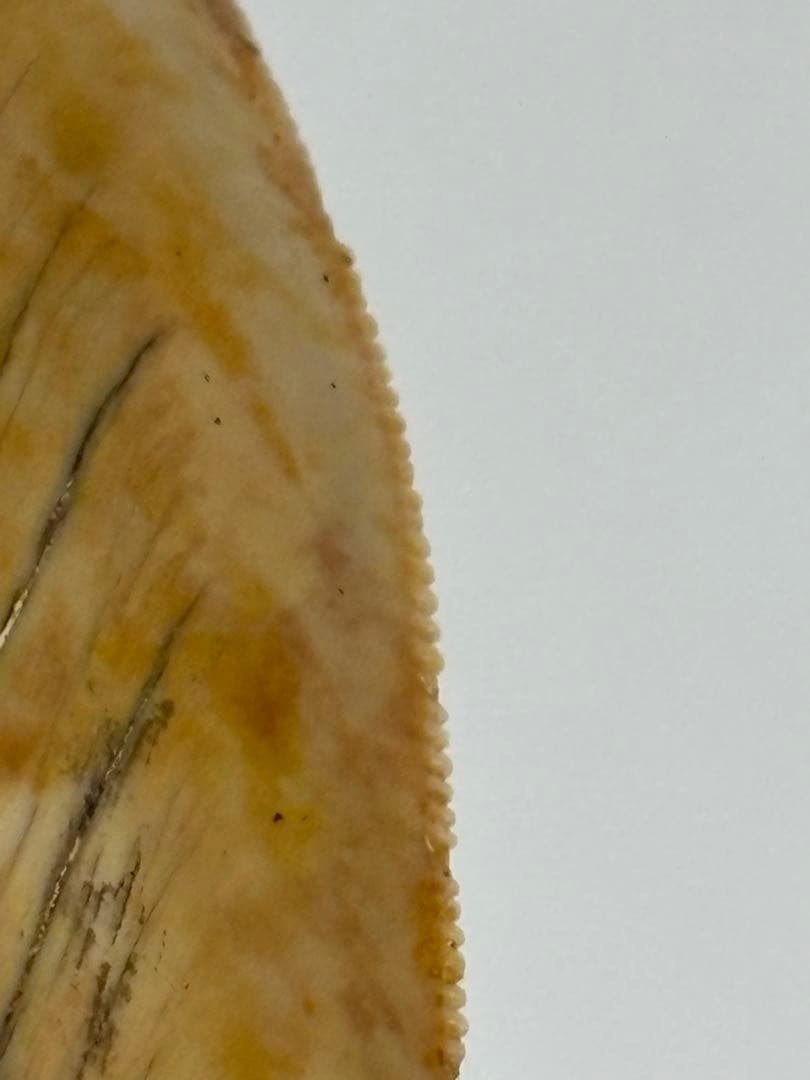 化石 サメの歯メガロドンインネシア約13.2cm 約244g新生代第三紀中新世