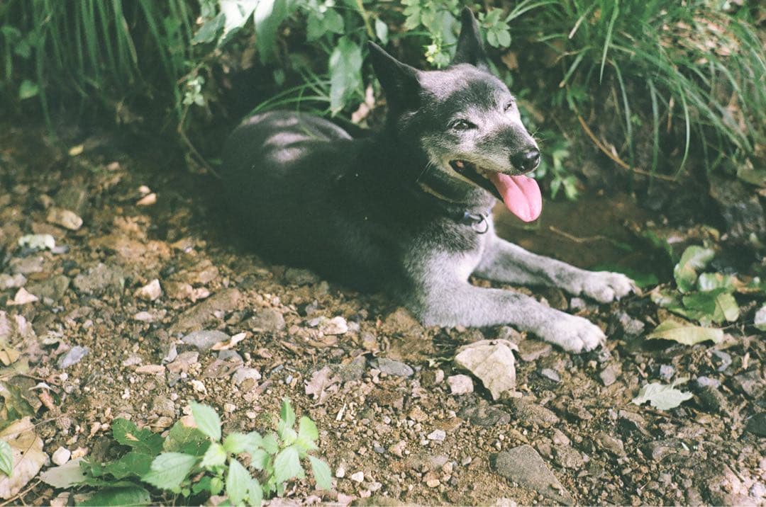 ライカ IIIf ELC とjupiter8セット (作例有)