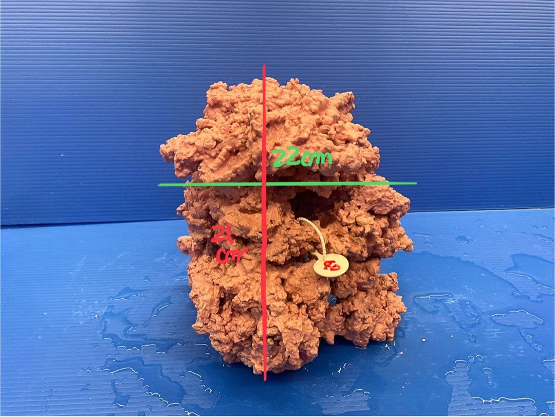 人工ライブロック　No.40. 無害化処理済
