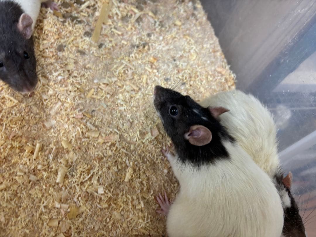 冷凍アダルトマウス ML 50匹