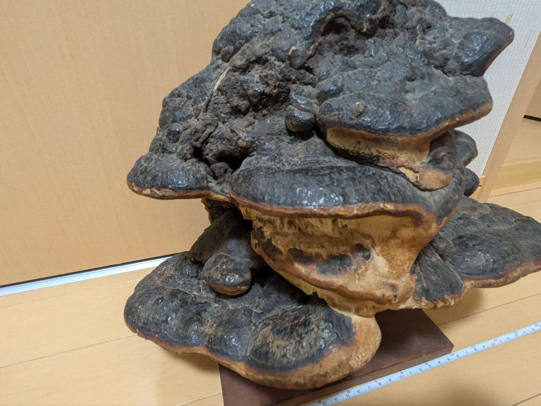 巨大)霊芝　灵芝　サルノコシカケ　固定台座付き　骨董品　開運　縁起物