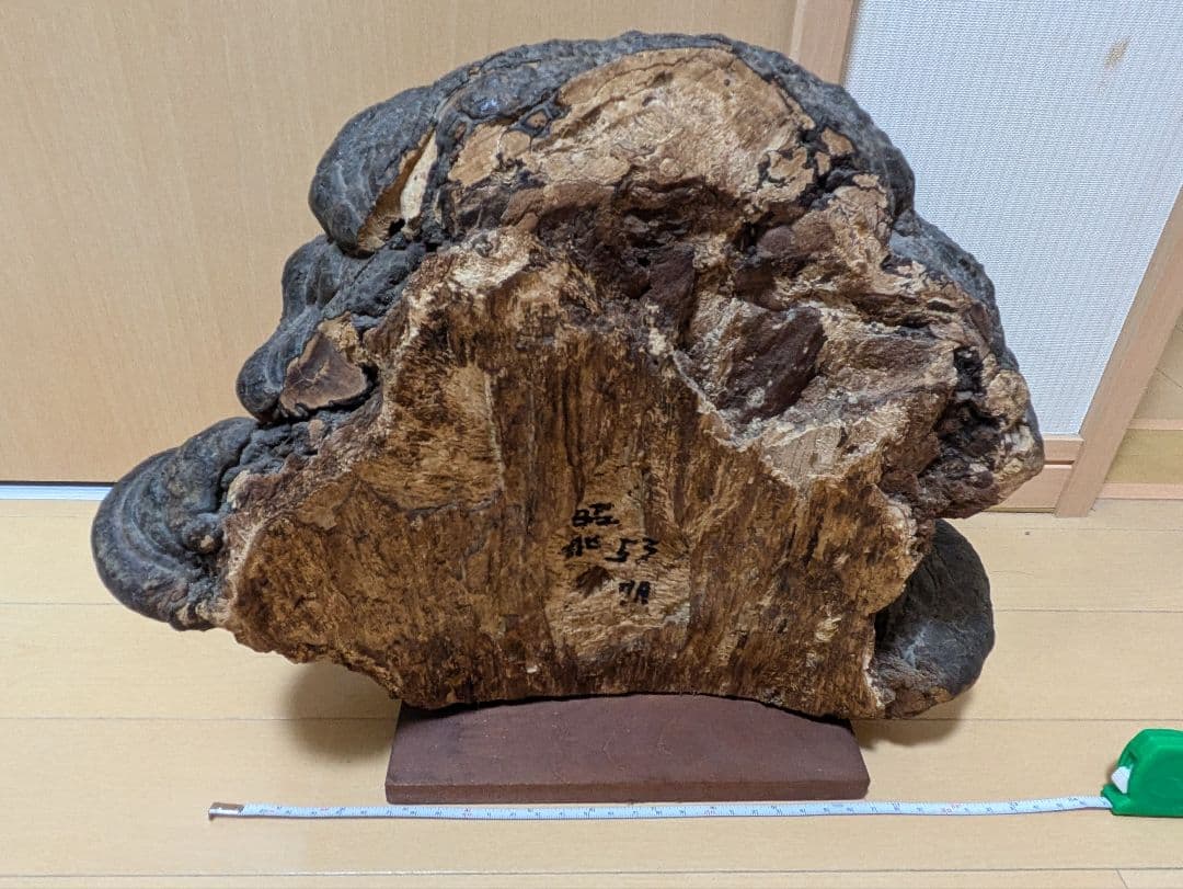 巨大)霊芝　灵芝　サルノコシカケ　固定台座付き　骨董品　開運　縁起物