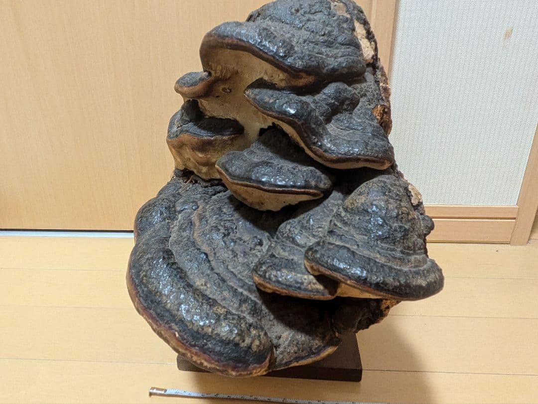 巨大)霊芝　灵芝　サルノコシカケ　固定台座付き　骨董品　開運　縁起物