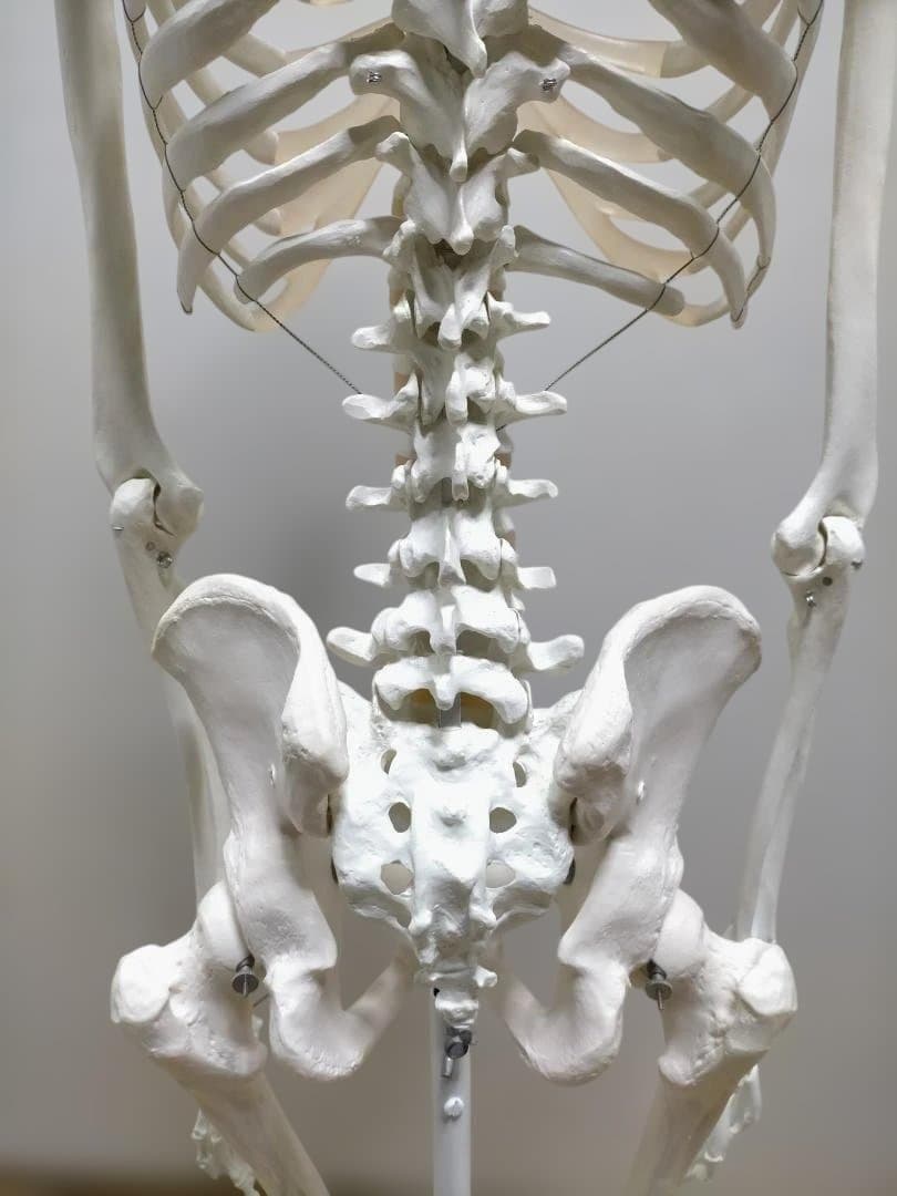 【送料無料】美品 3B Scientific 等身大 骨格模型 スタンド付