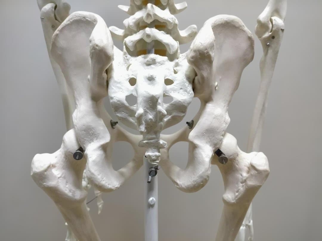 【送料無料】美品 3B Scientific 等身大 骨格模型 スタンド付