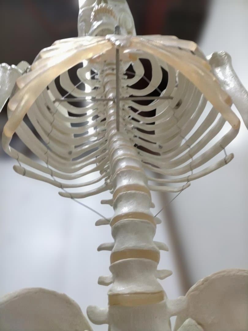 【送料無料】美品 3B Scientific 等身大 骨格模型 スタンド付