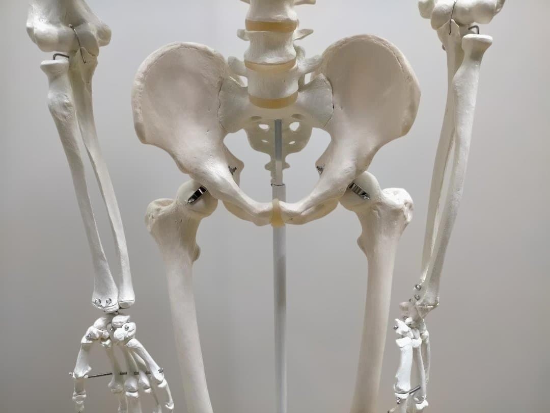 【送料無料】美品 3B Scientific 等身大 骨格模型 スタンド付