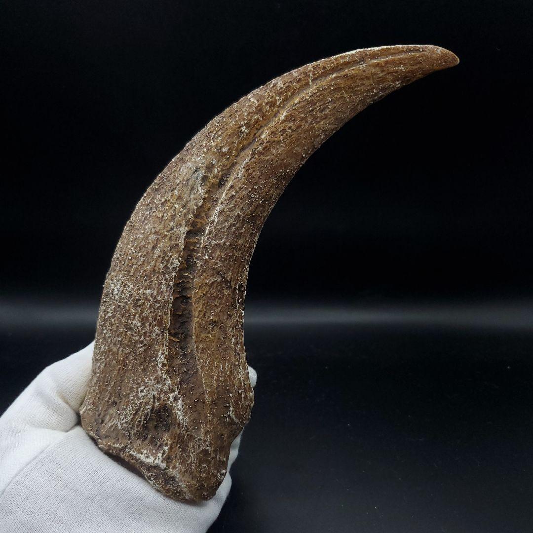 スピノサウルス 爪 レプリカ 181.40mm spr8