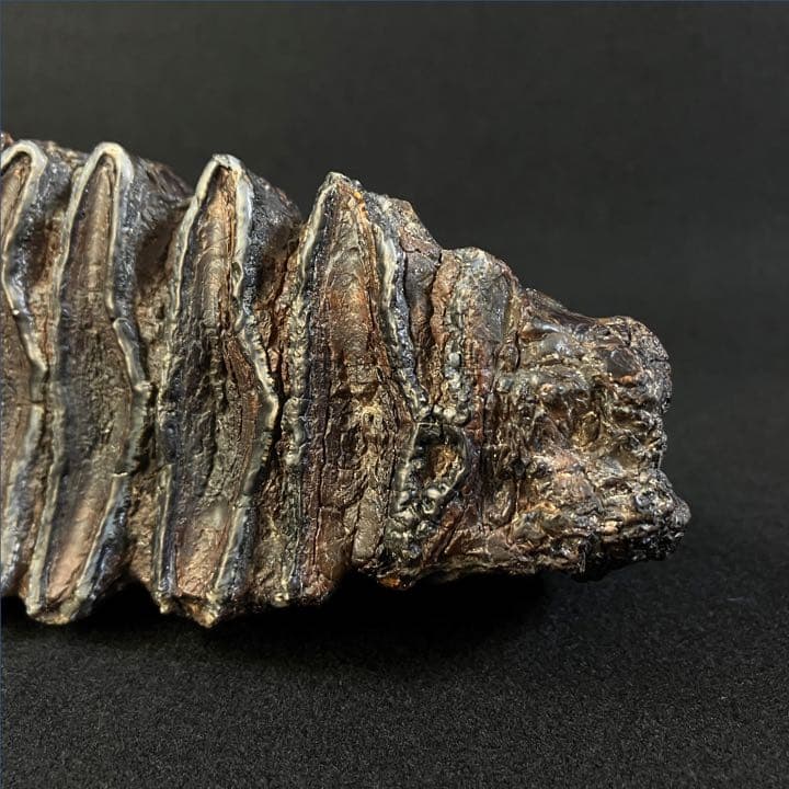 ナウマンゾウ　臼歯　(左下)　化石