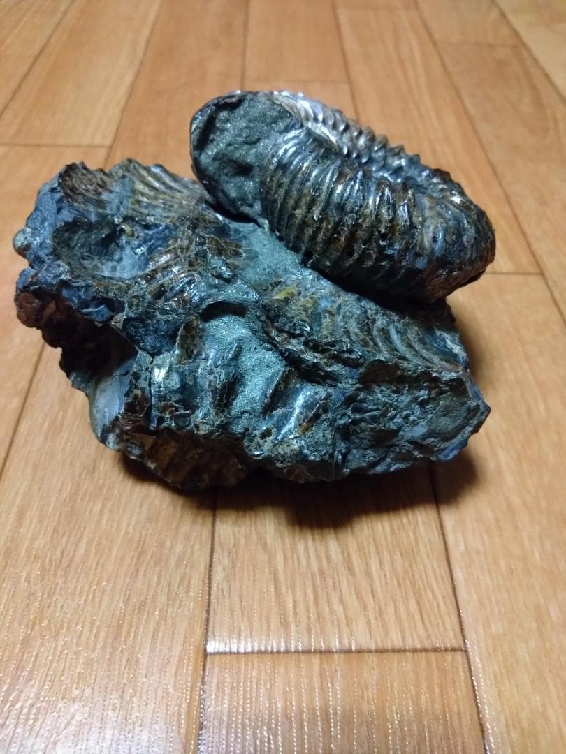 アンモナイト 黄鉄鉱 パイライト ロシア産