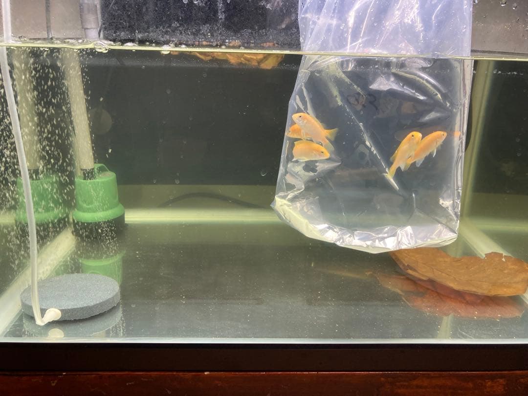 水質浄化抜群濾過材ボールろ材納豆菌入り多孔質パワーボール18L即時発送送料込み