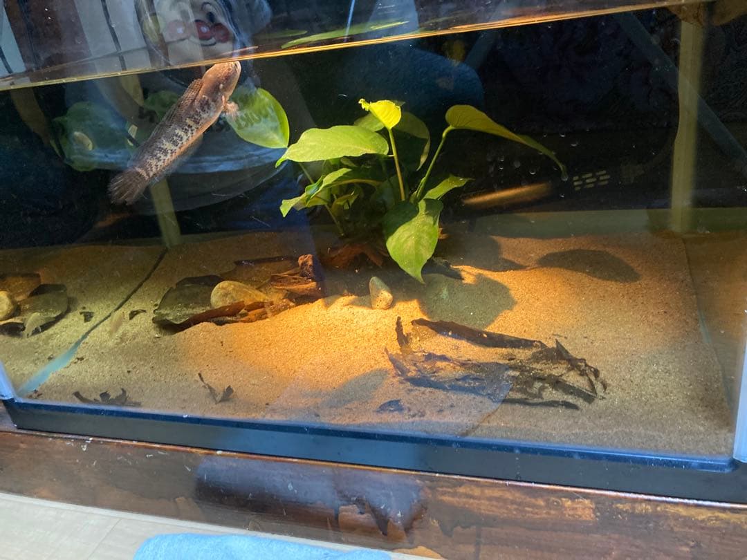 水質浄化抜群濾過材ボールろ材納豆菌入り多孔質パワーボール18L即時発送送料込み