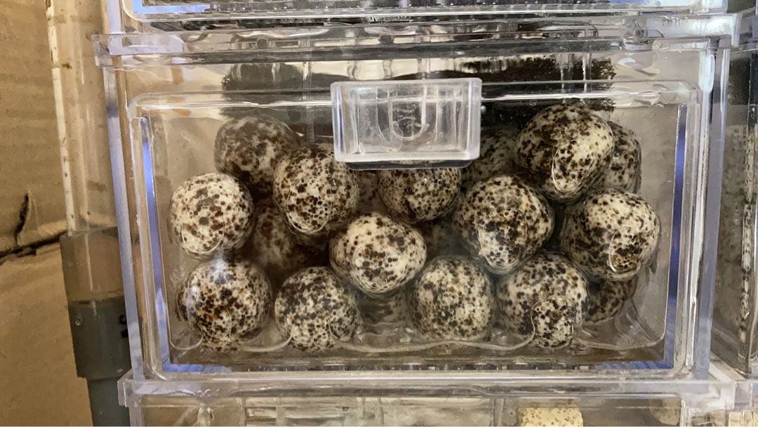 水質浄化抜群濾過材ボールろ材納豆菌入り多孔質パワーボール18L即時発送送料込み