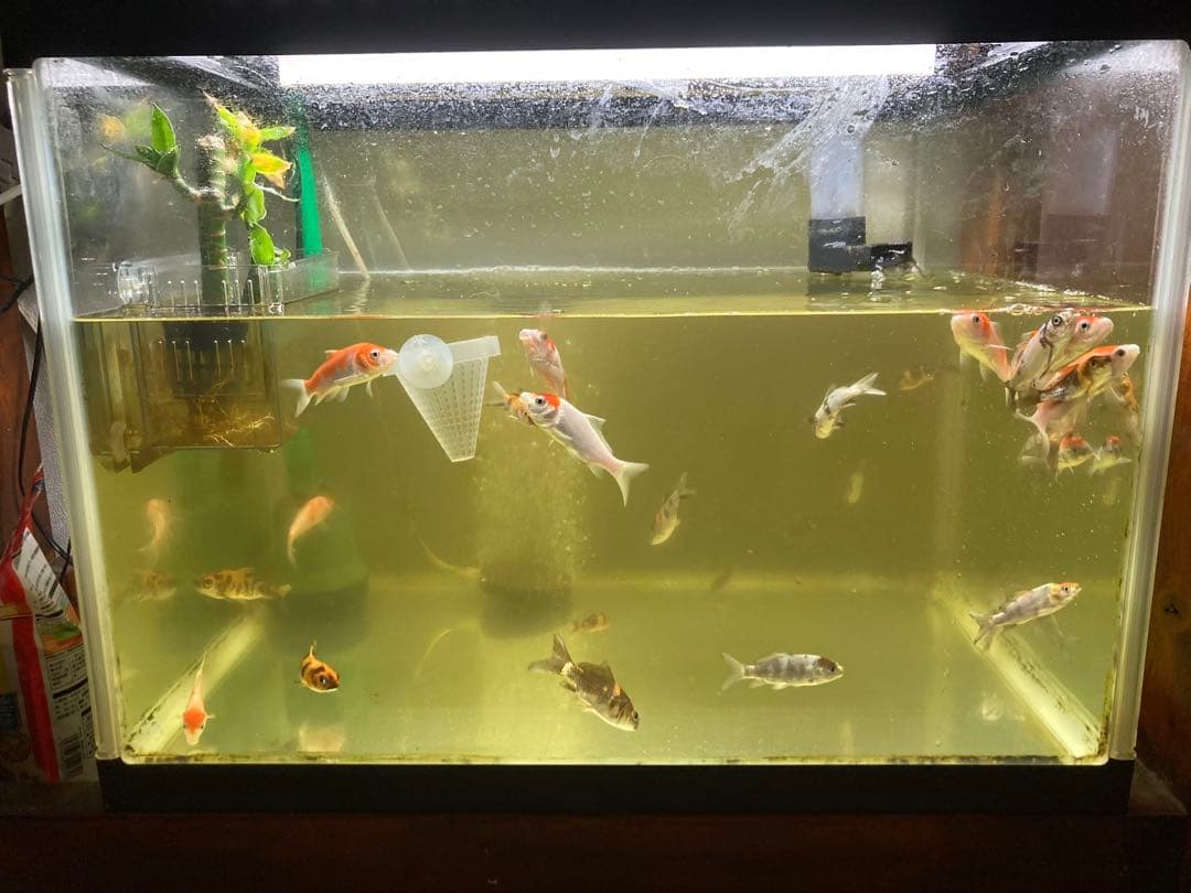 水質浄化抜群濾過材ボールろ材納豆菌入り多孔質パワーボール18L即時発送送料込み