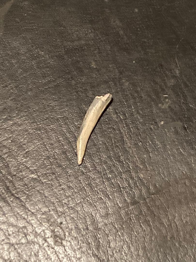 ニジェールサウルス　歯　神レア　化石