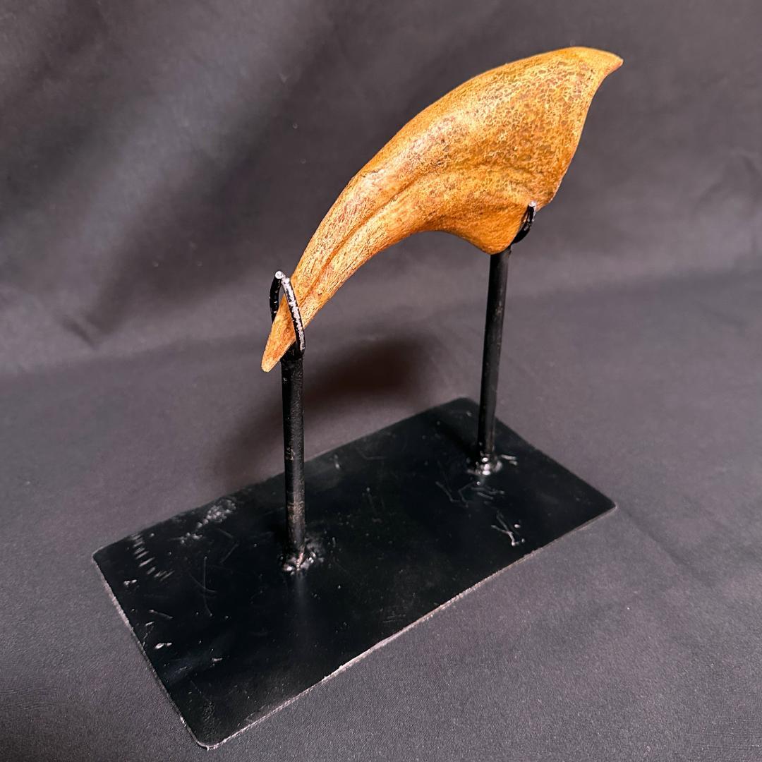 スピノサウルス ハンドクロウ かぎ爪 化石標本 肉食恐竜 獣脚類 1433