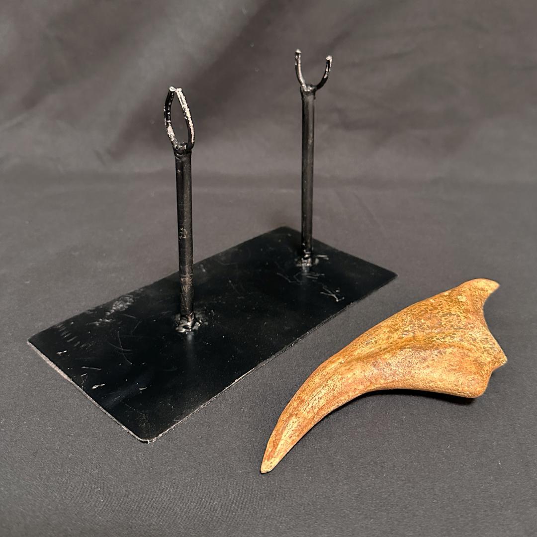 スピノサウルス ハンドクロウ かぎ爪 化石標本 肉食恐竜 獣脚類 1433