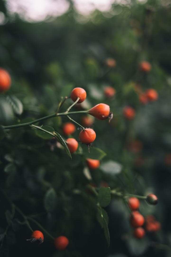 弩級の広角F1.4！Distagon 35mm F1.4 AEG