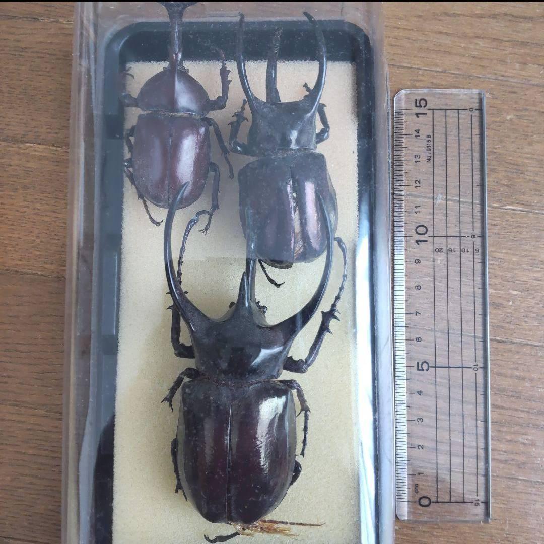 カーニバル　約40匹カブトクワガタ本物標本まとめ売り