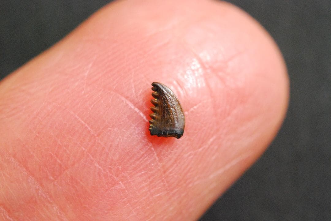 恐竜の歯 [DS196] トロオドン 化石