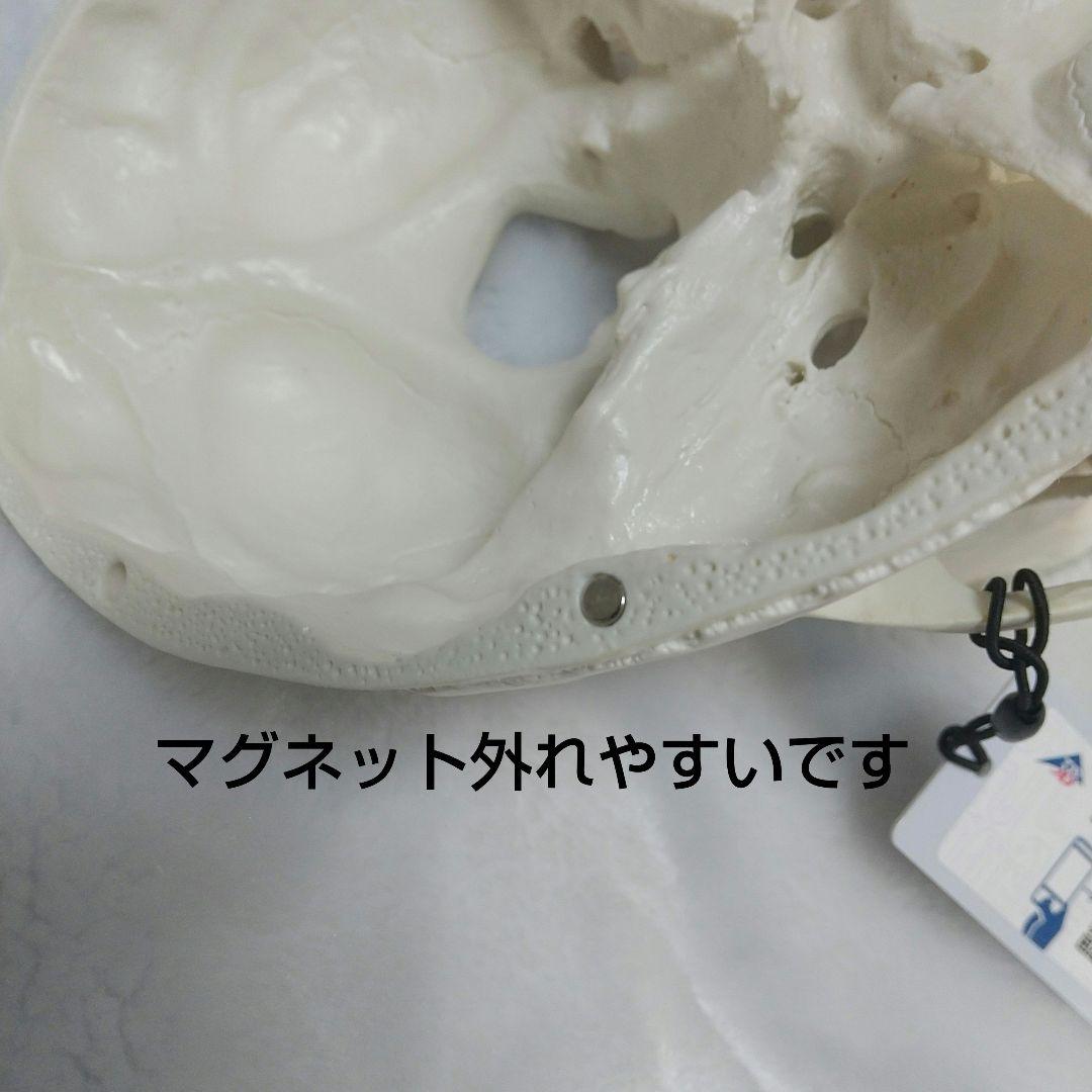 頭蓋骨　脳　模型　セット　3B Scientific Anatomy 人体解剖学
