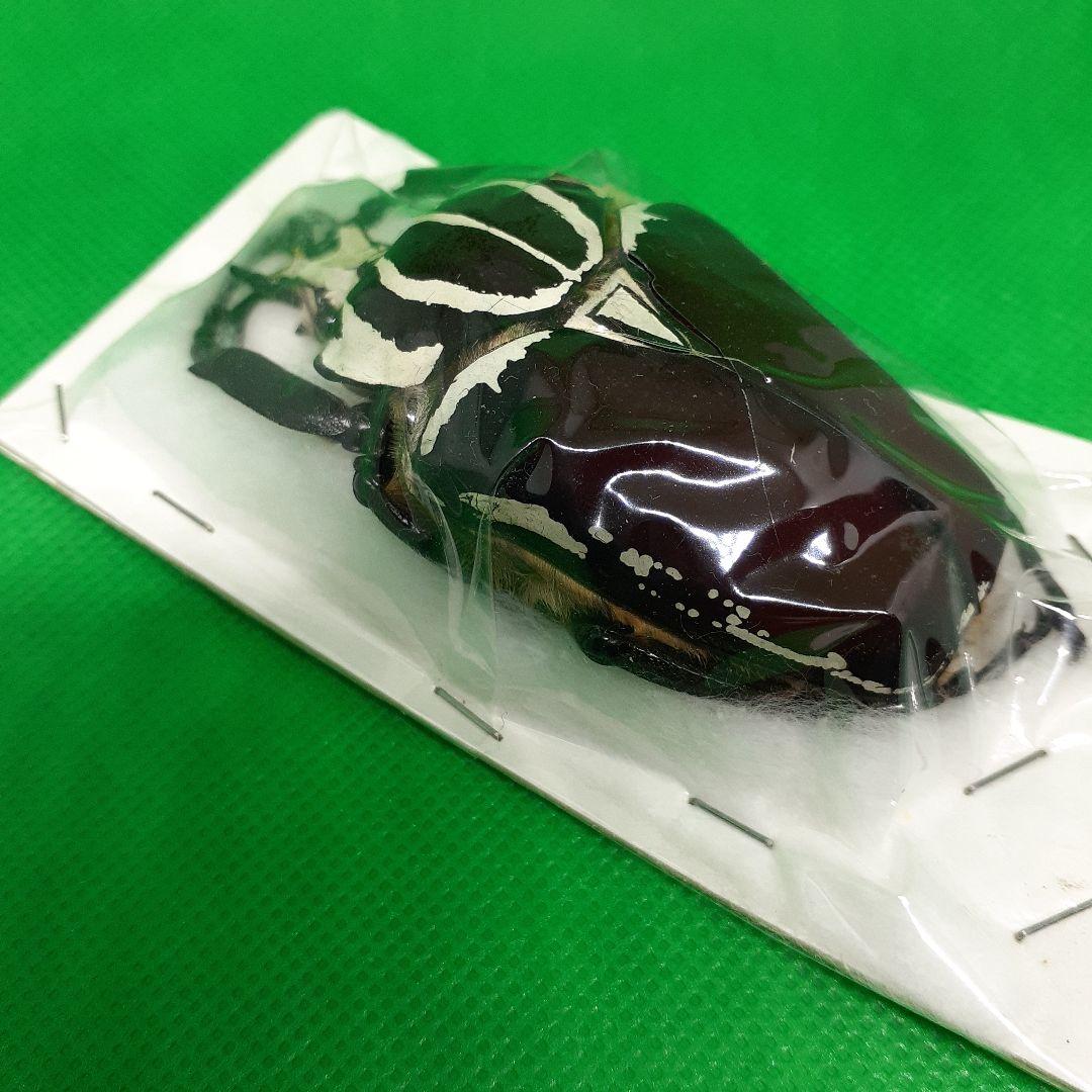 標本 Goliathus goliatus apicalis 75mm CONGO