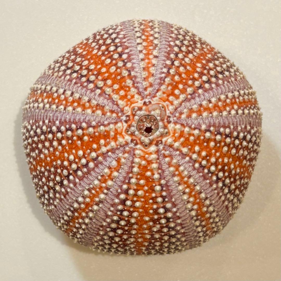 レインボーウニ13点、タコノマクラ棘残し標本1点 さくらんぼ様おまとめ品