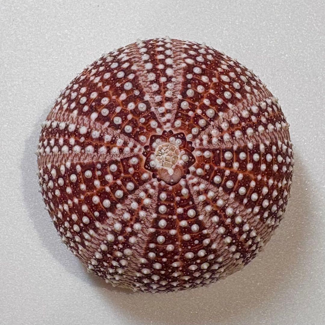 レインボーウニ13点、タコノマクラ棘残し標本1点 さくらんぼ様おまとめ品