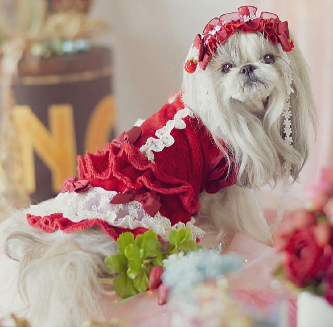 CanNana きゃんナナ　Mサイズ