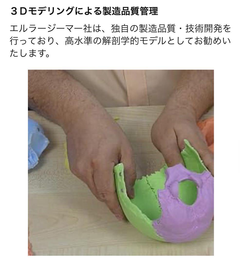 erler zimmer社　頭蓋骨模型　２２分割　マグネット式