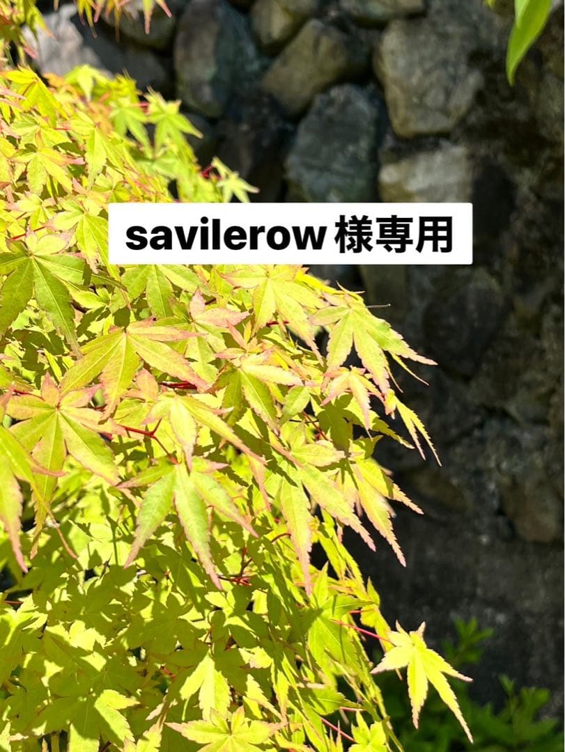 savilerowページ