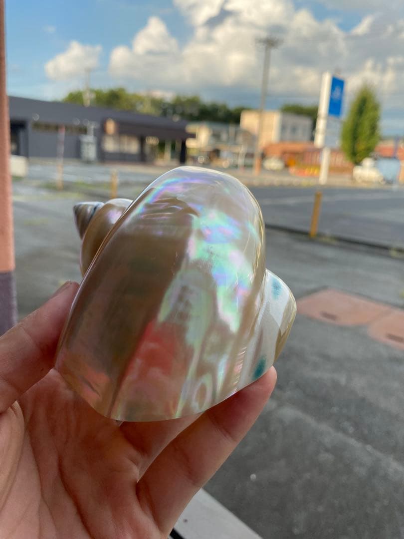 夜光貝　まとめ5個セット　サイズ11-12cm