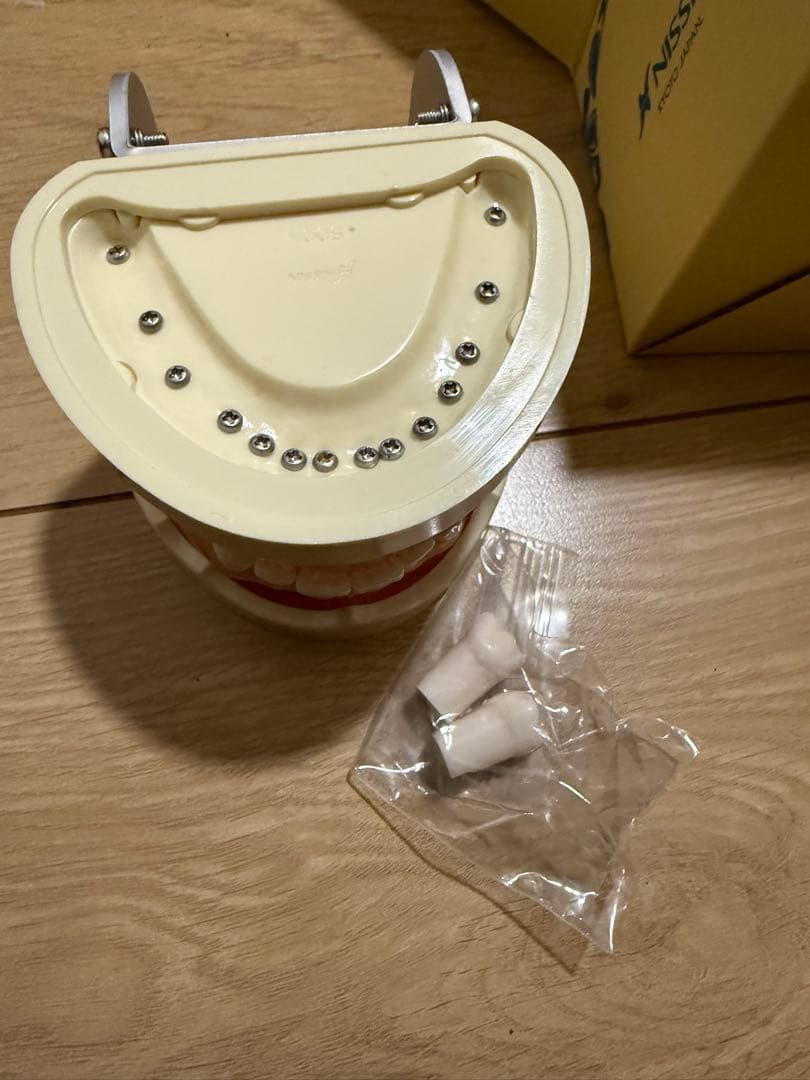 NISSIN DENTAL MODEL 教育用模型