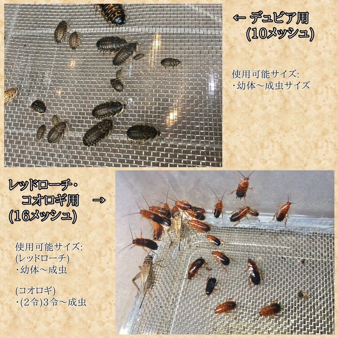 讚鞴様　M (エ、水)(レ)