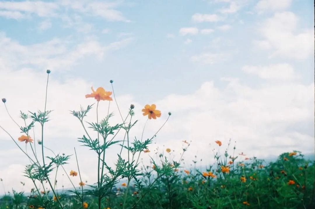 ZEISS IKON CONTESSA 35 伯爵夫人【作例あり】