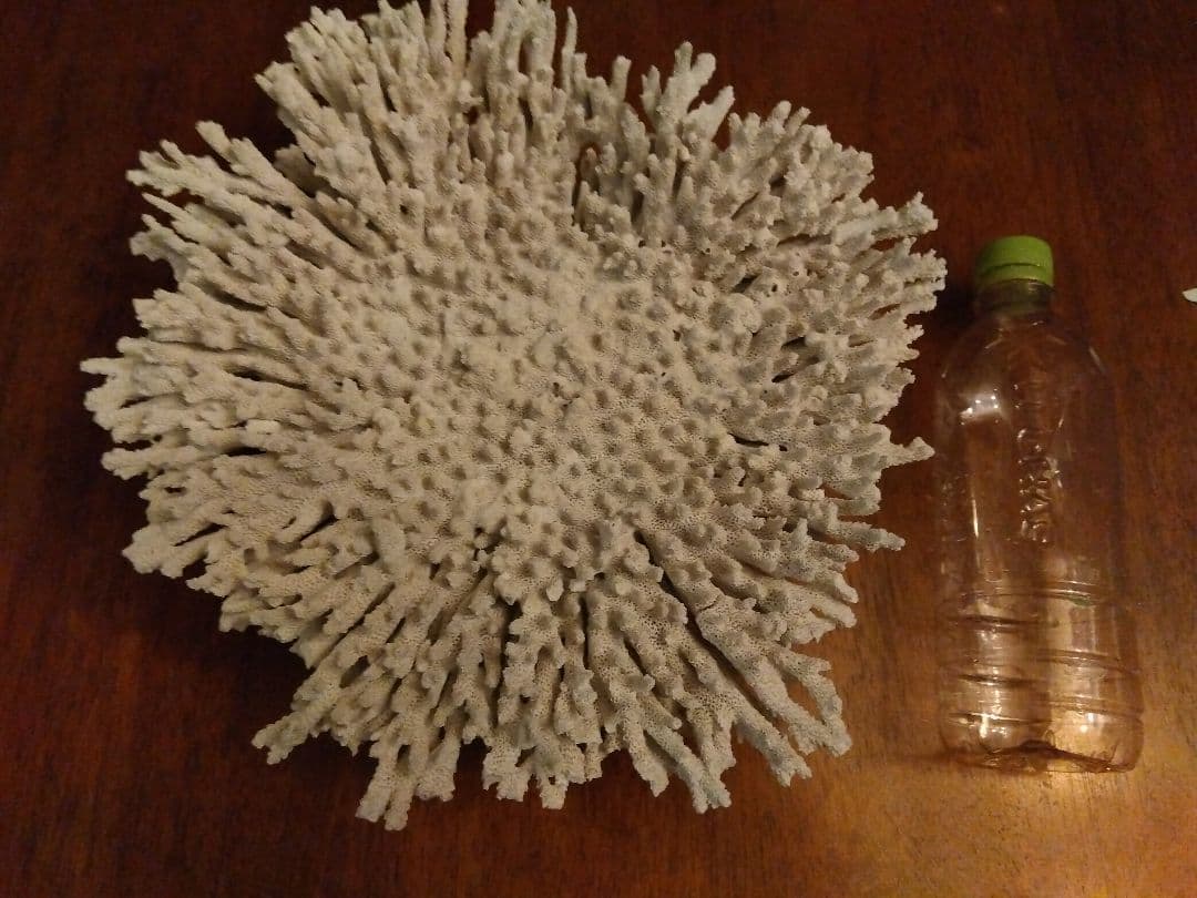 巨大飾りサンゴ　テーブルサンゴ