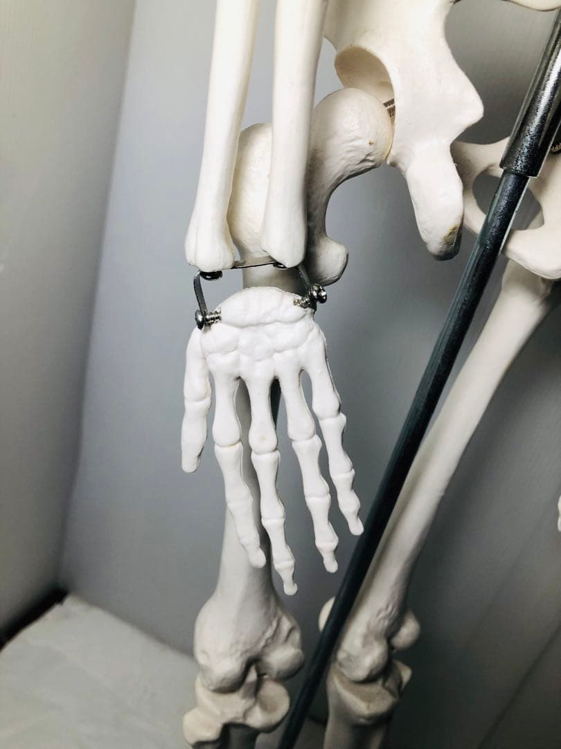 人体模型 高さ約83cm