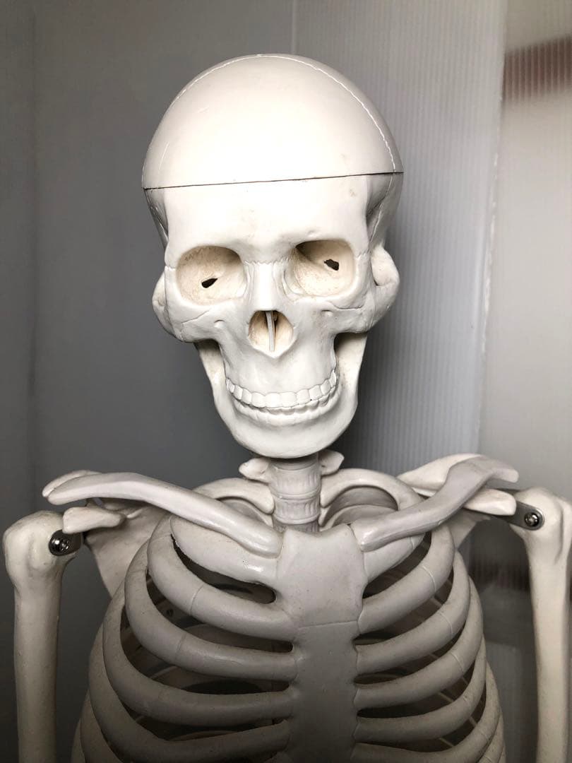 人体模型 高さ約83cm