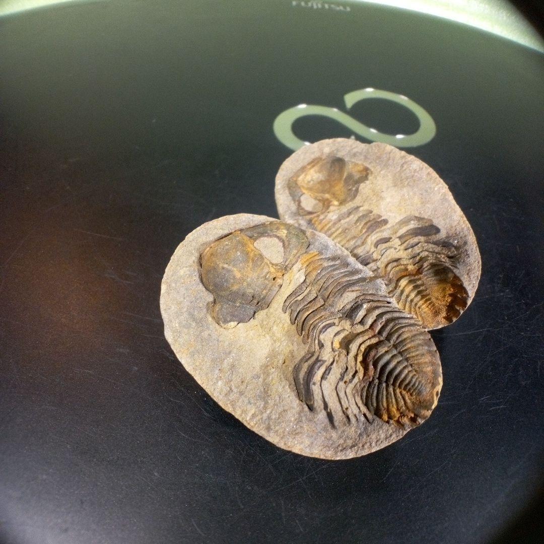 三葉虫　化石　fossil　ボリビア産　trilobite　ノジュール管理⑤